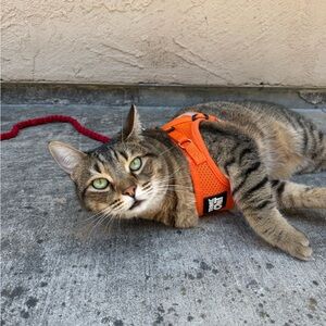 Meet your Posher, Kia